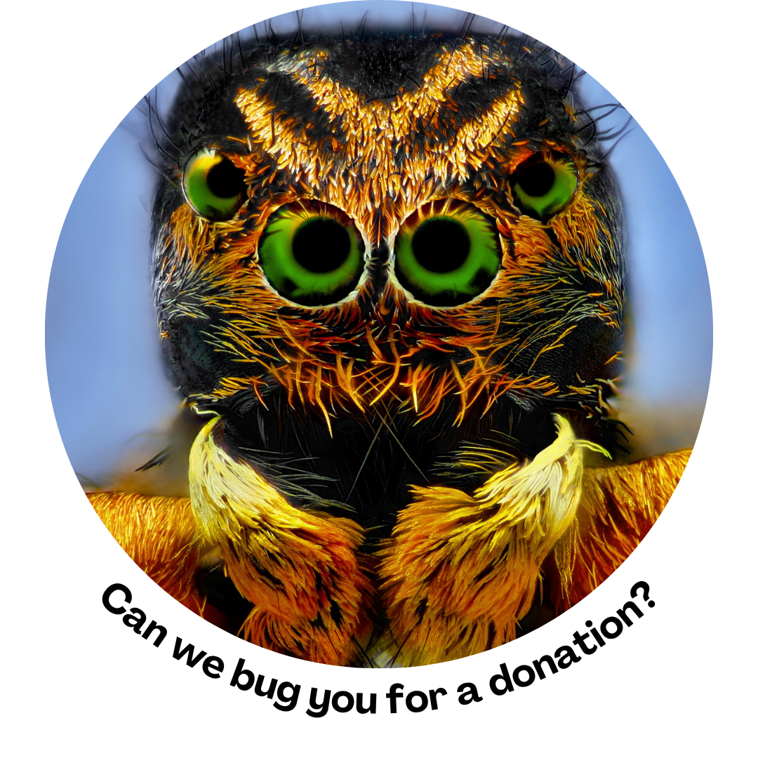Closeup of jumping spider with text, "Can we bug you for a donation?"