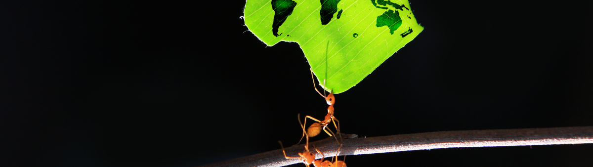 Ants carrying a leaf that has an image of a world map