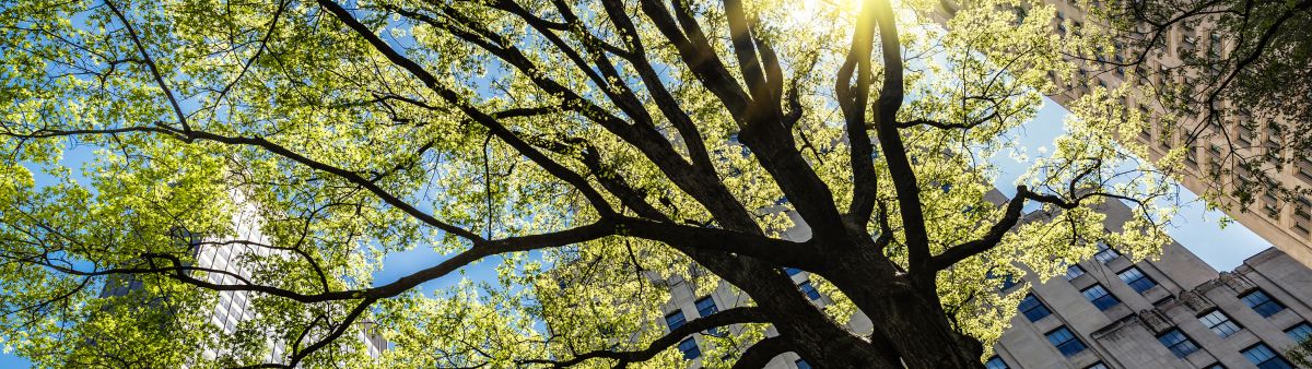 A tall tree sits in front of skyscrapers with sunlight peeking through.