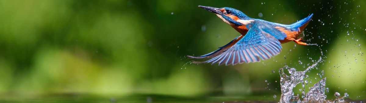 Flying kingfisher grazes the surface of the water