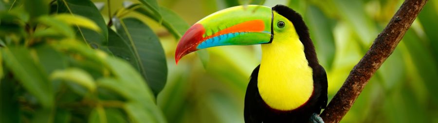 Toucan