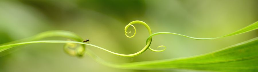 History ee360 macro image of spiral green leaf