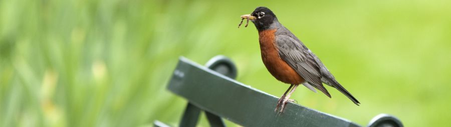 robin with worm in mouth standing on green bench