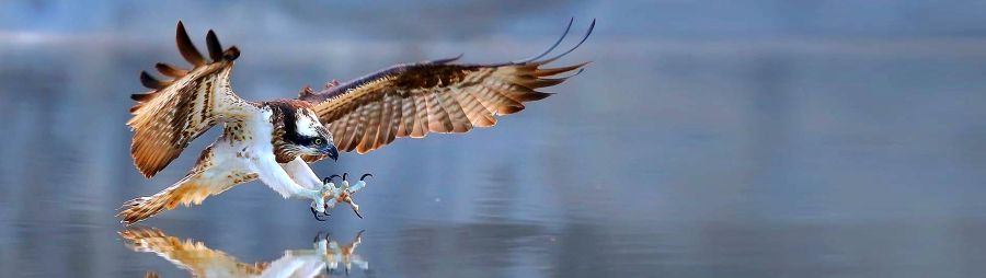 osprey landing on water