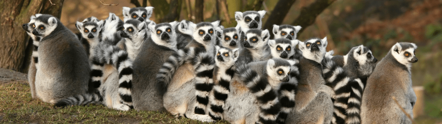 group of ring-tail lemurs