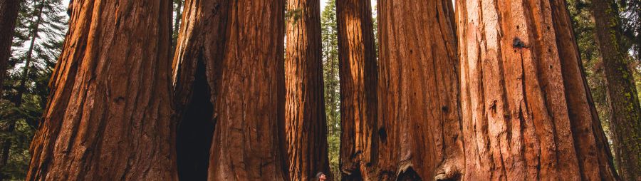 person walking near giant redwoods