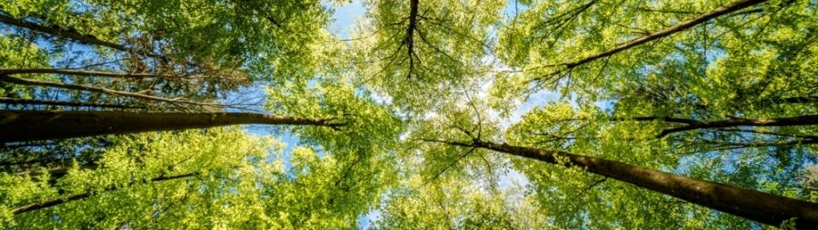 trees seen from underneath
