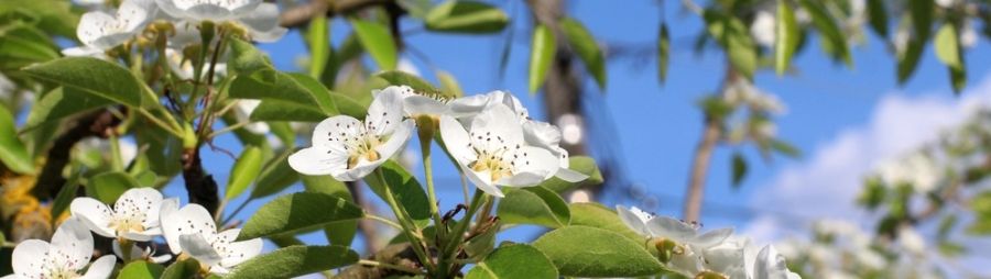 Pear tree blossoms on a tree