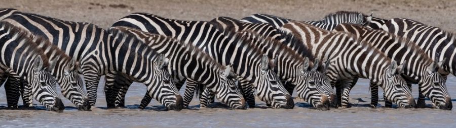 a group of zebras lined up drinking