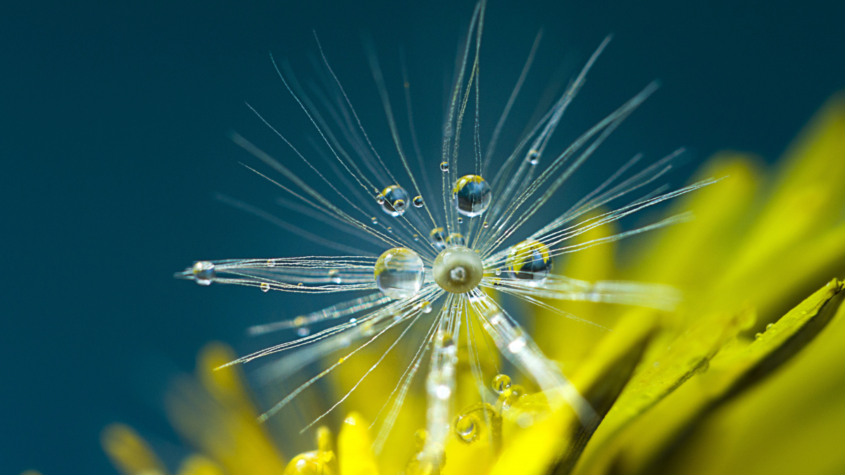 Dandelion with dew