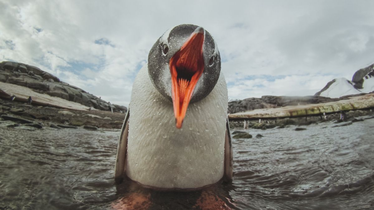 gentoo penguin in Antarctica