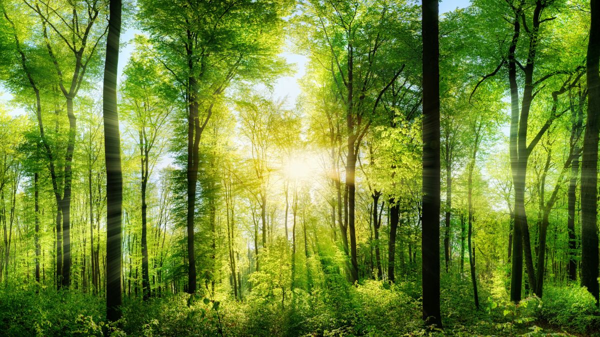 spring growth in hard wood forest