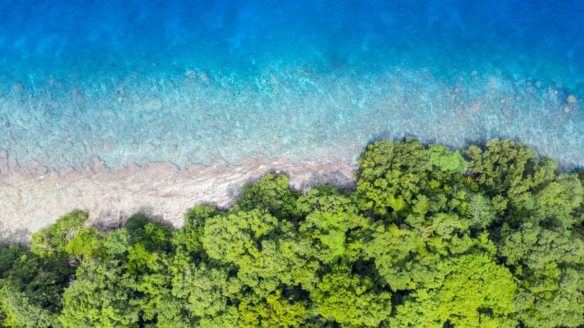 aerial view of reef and rainforest New Guinea