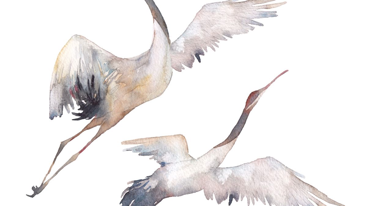 illustration of birds flying