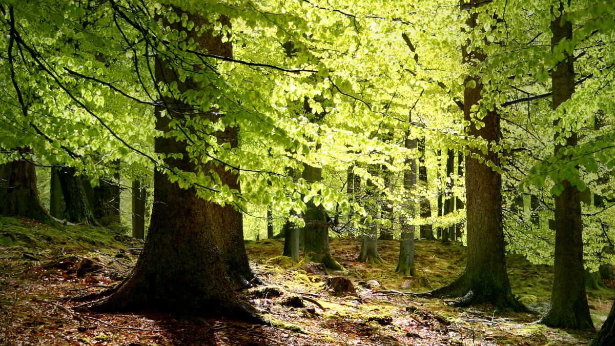 trees in forest with sun shining through
