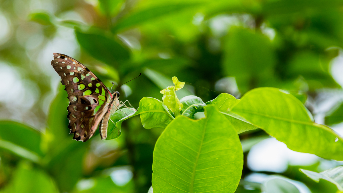 Small brown butterfly on a leaf