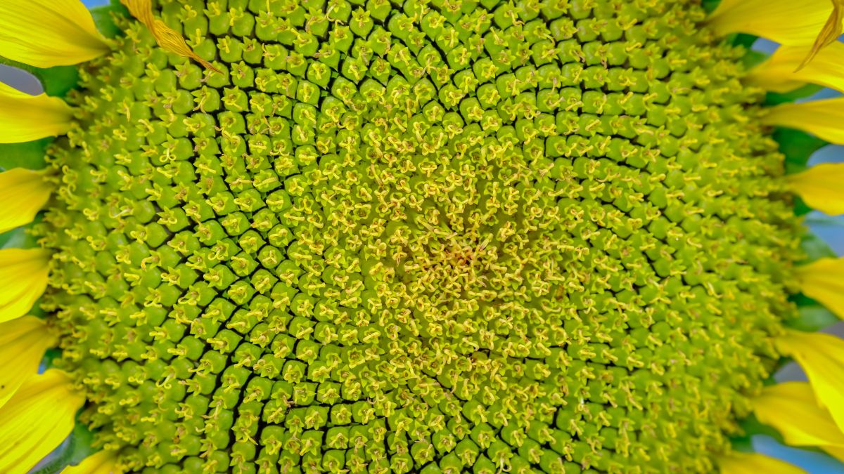 close up sunflower