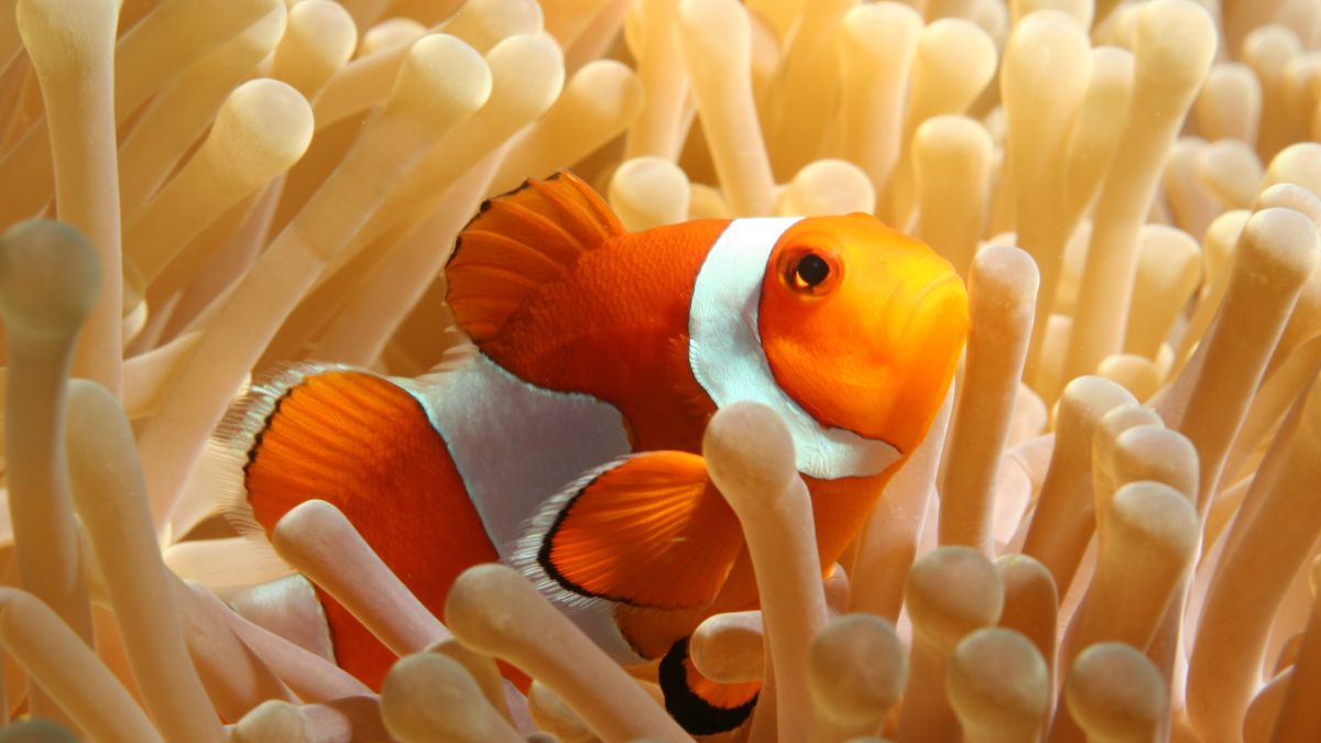 clownfish in corals