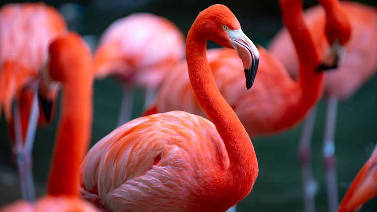 Flamboyance_of_flamingos
