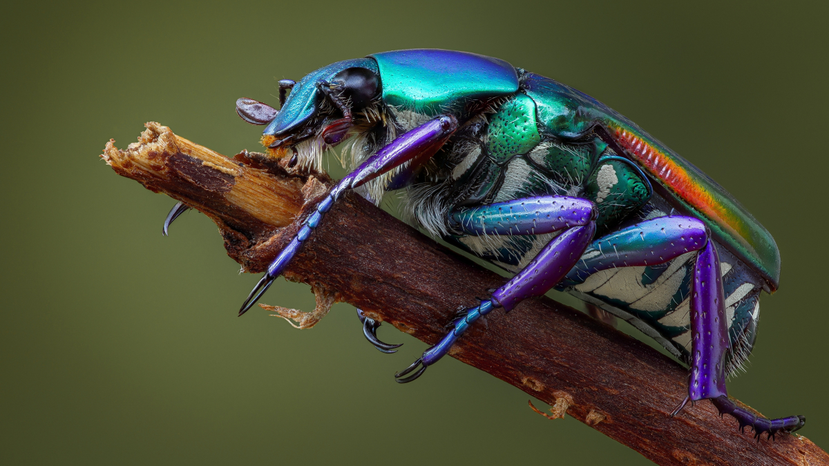 Iridescent scarab beetle standing at the end of stick