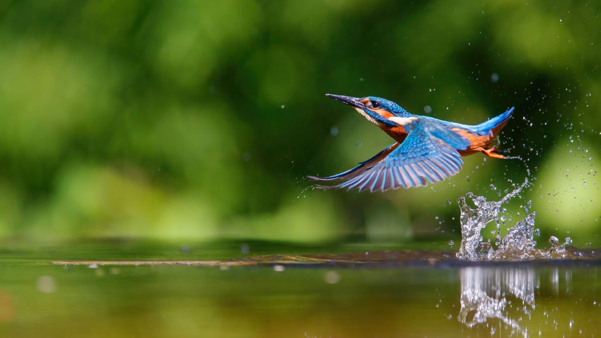 Flying kingfisher grazes the surface of the water