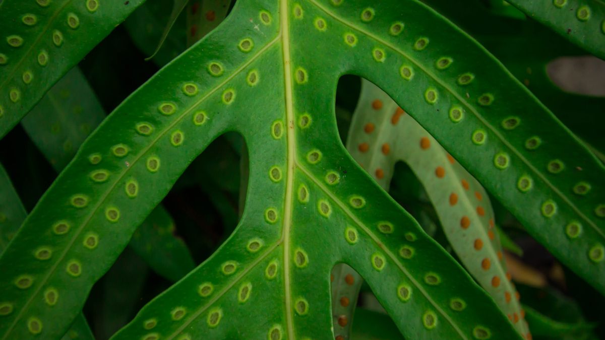 Close-up of fern leaf with repeating spore pattern