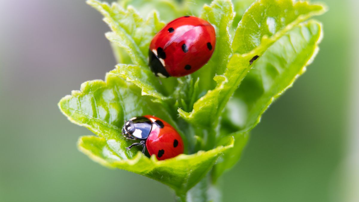 two ladybugs on green leaf