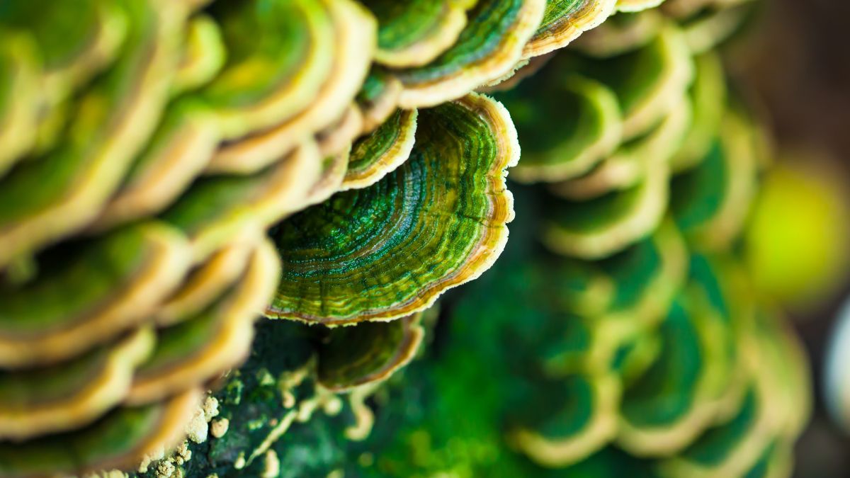 mushrooms on pine stump