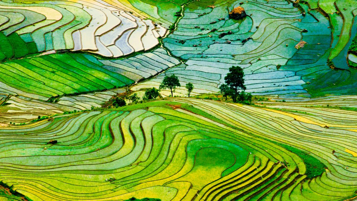 terraced rice field in Vietnam