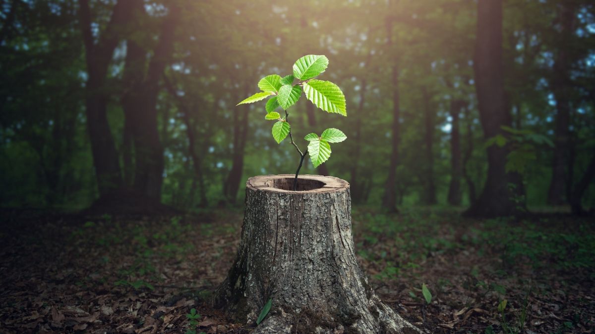 new tree growing from stump