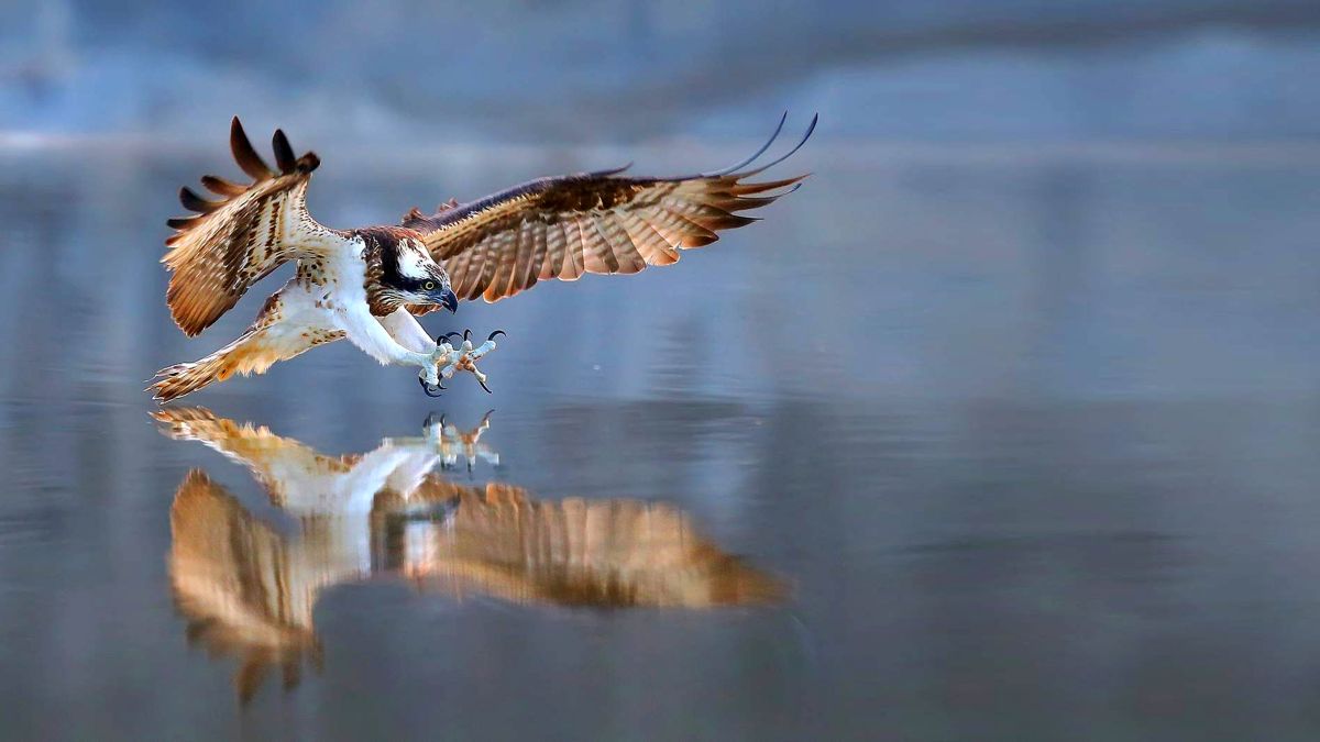 osprey landing on water