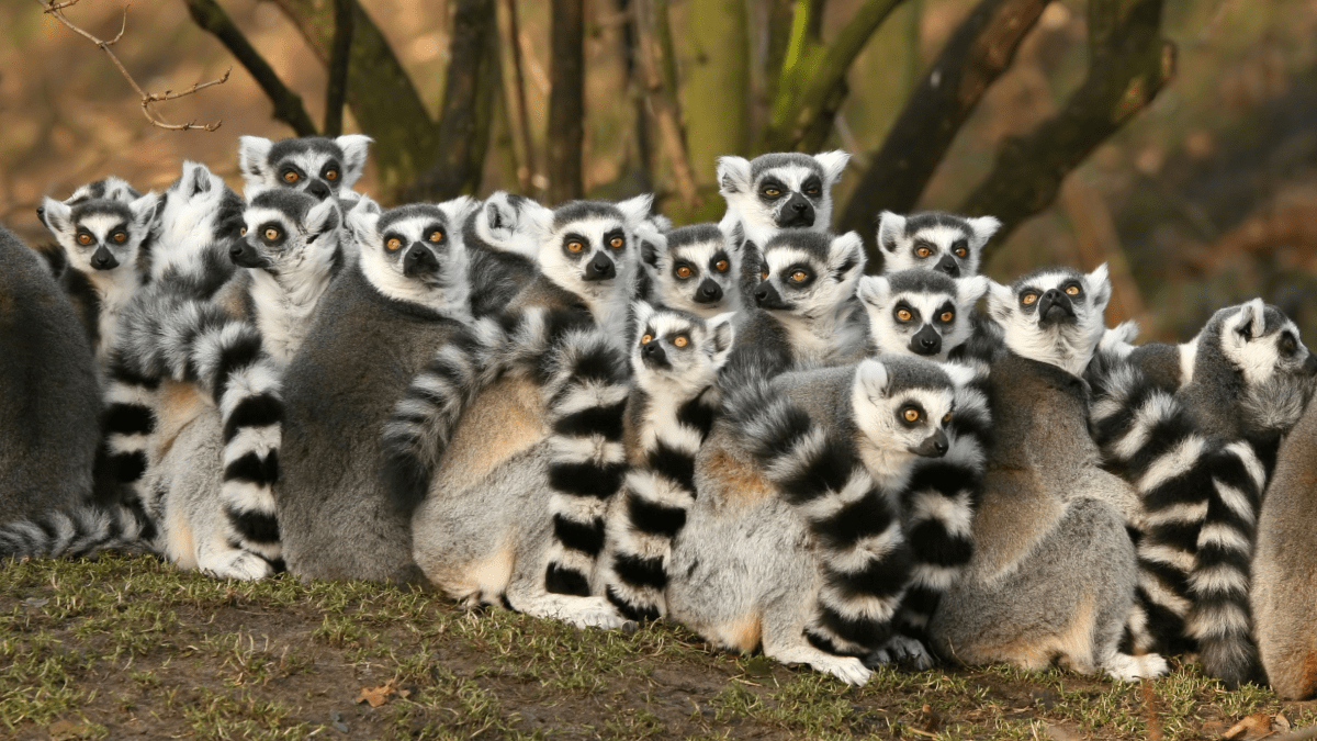 group of ring-tail lemurs