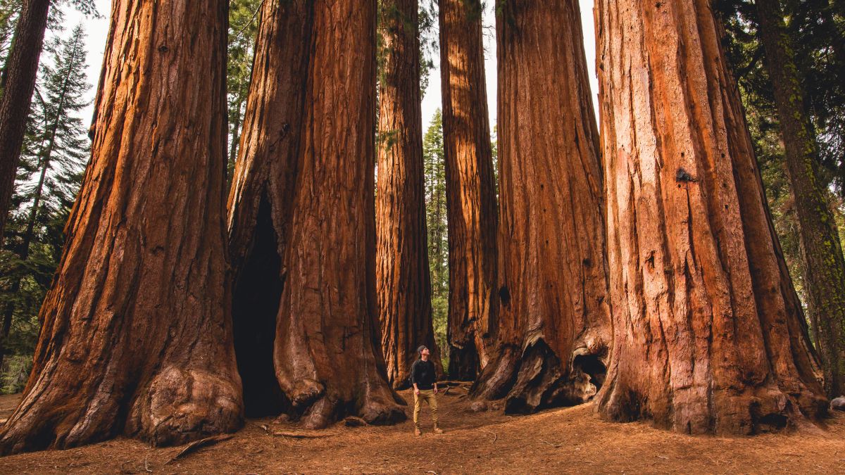 person walking near giant redwoods