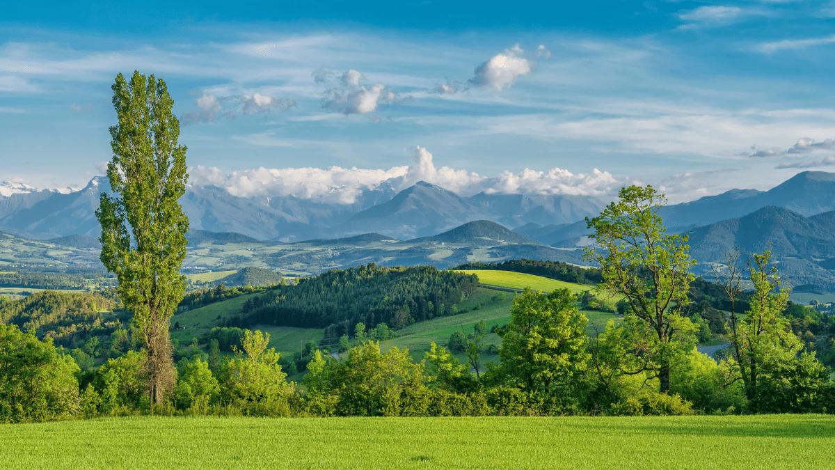 green grass covered hills