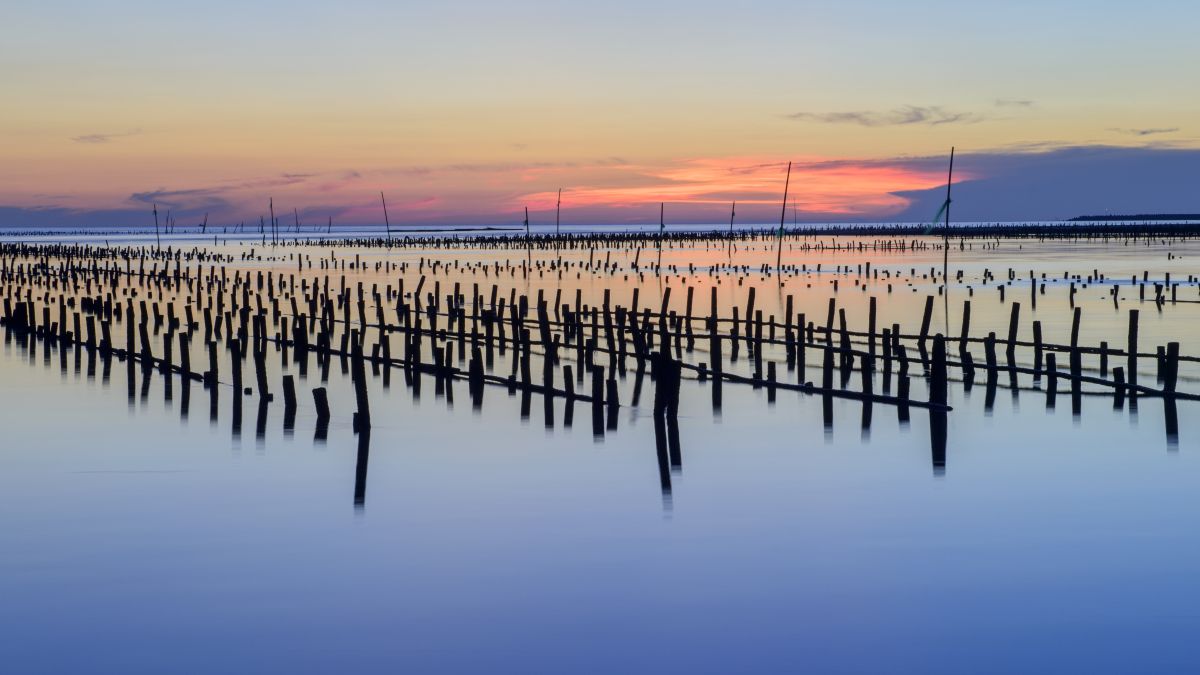 Orange and blue sunset over oyster farm on still blue water.