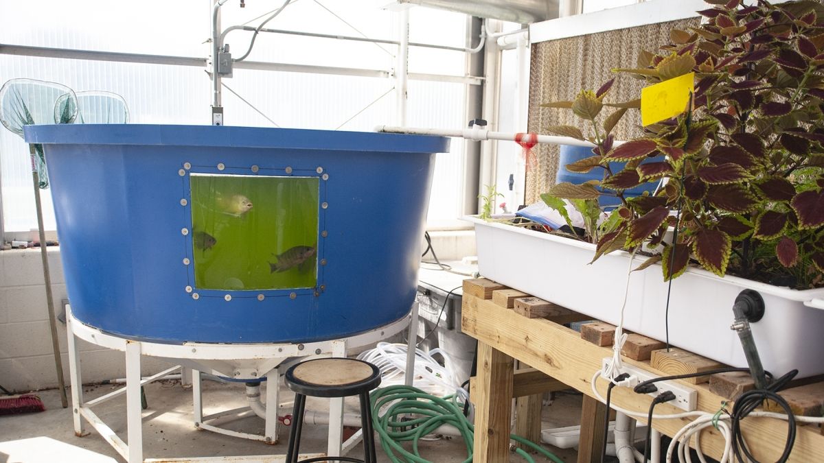 Aquaponics system with fish in a blue tub and a leafy plant growing in another tub to the right