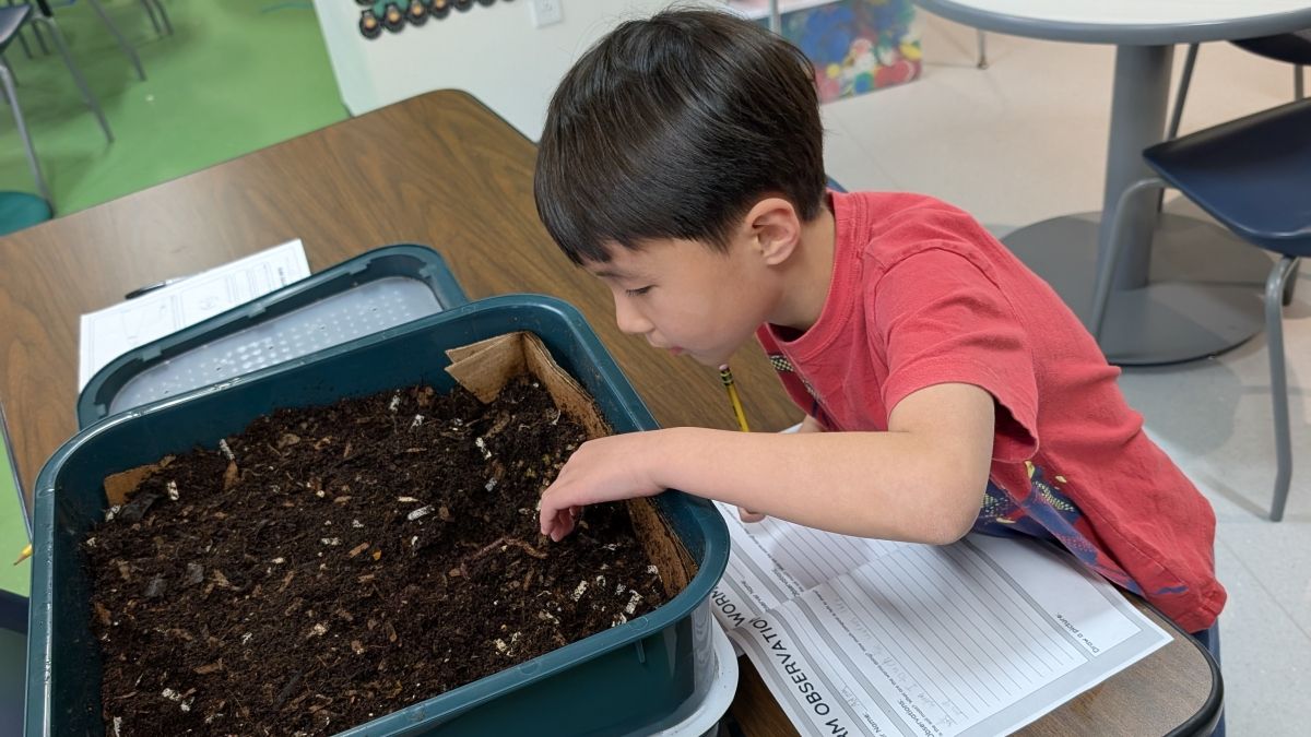 young boy looking at vermicompost bin