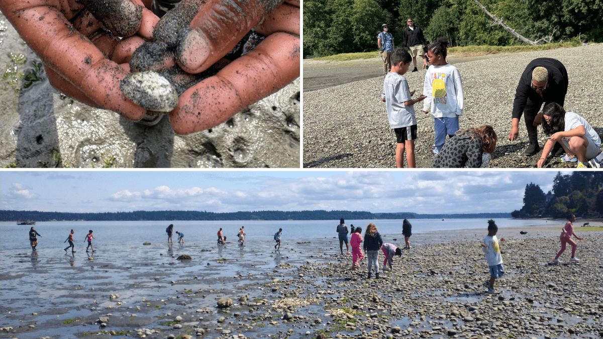 Three images: hands holding a shell; students searching the ground at shore; landscape image of a group in the water and at shore