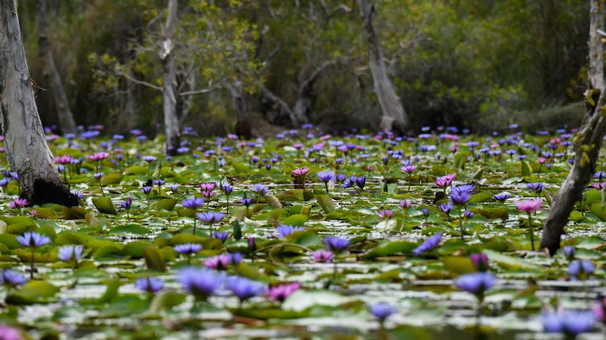 Purple water lilies and green leaves spread across a wetland pond