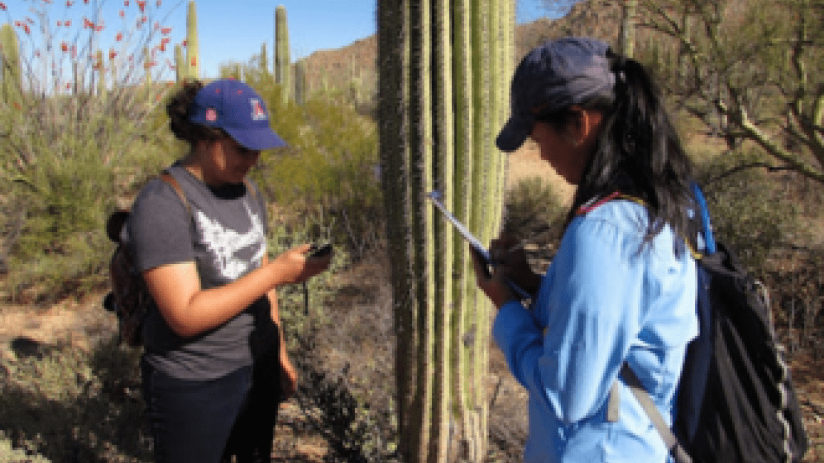 Two students outside, measuring a cactus for a research study
