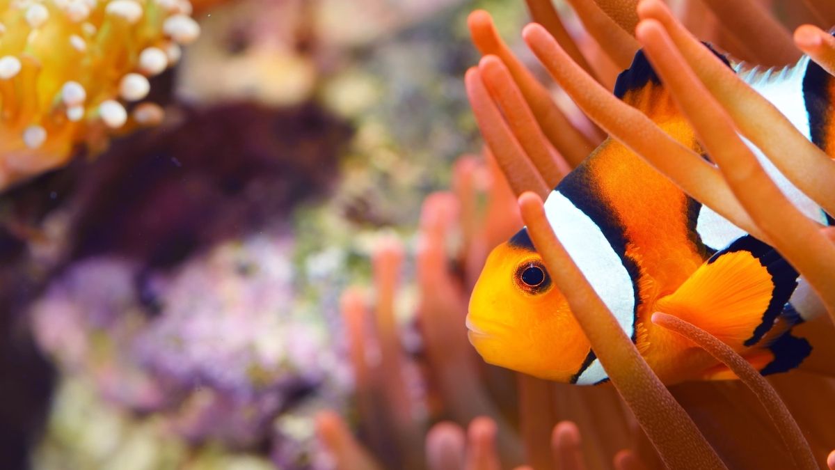 Orange clownfish in a reef