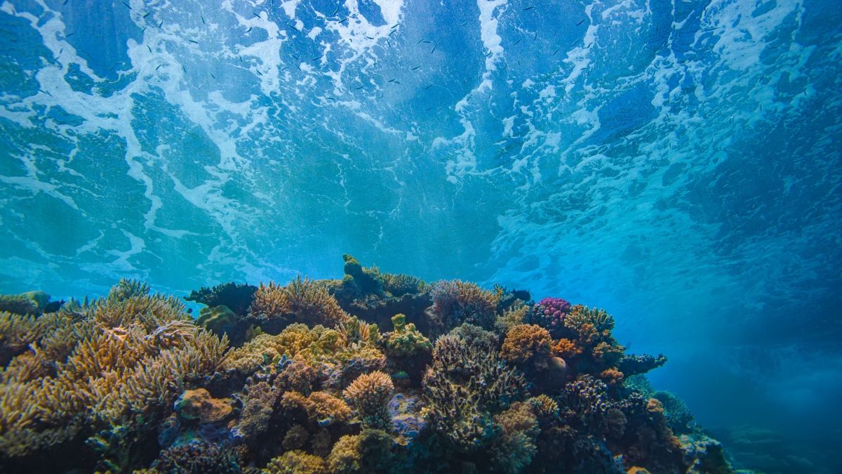 Coral reef below waves