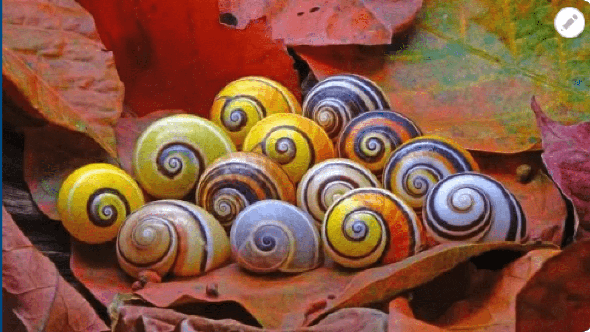 A colorful array of snail shells