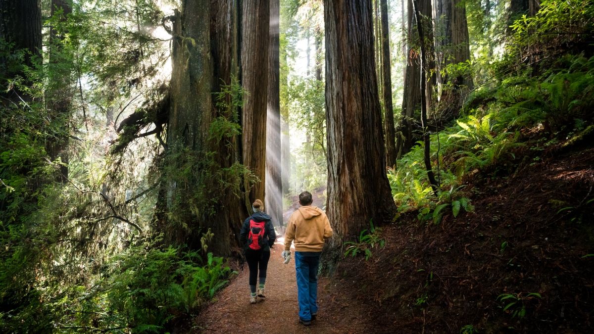 Two people walking in the redwood forest in California
