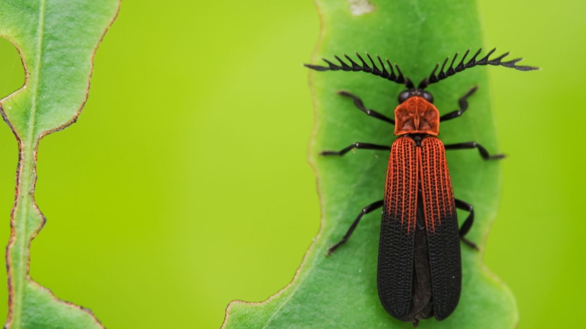 Lycidae insect on green leaf