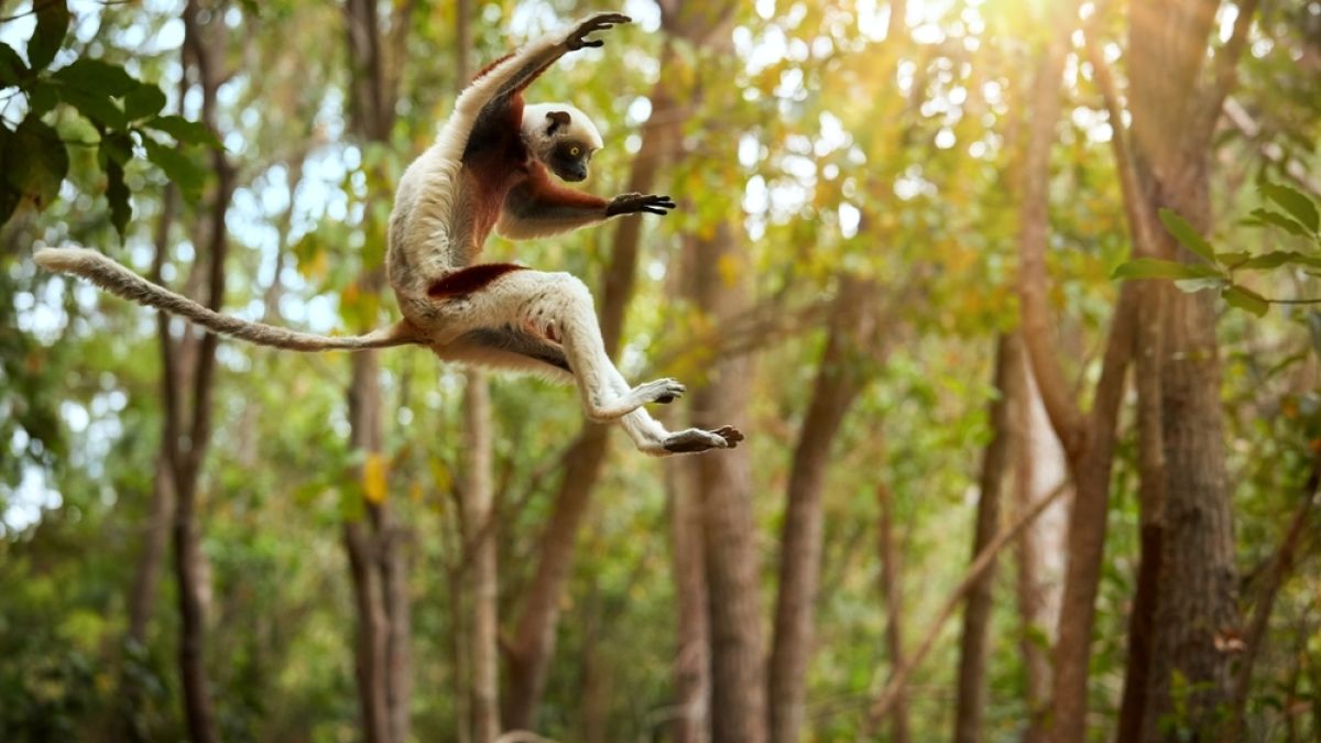an image of a lemur jumping 