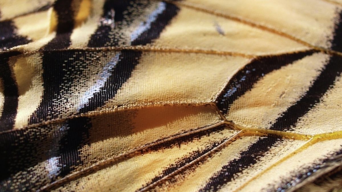 Oregon swallowtail wing.