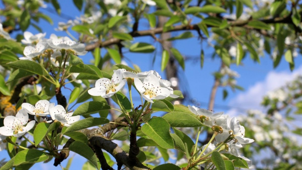 Pear tree blossoms on a tree