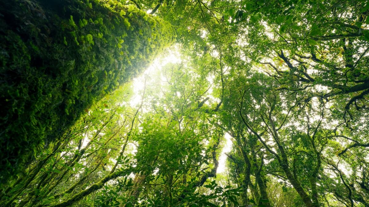 low-angle view of a forest
