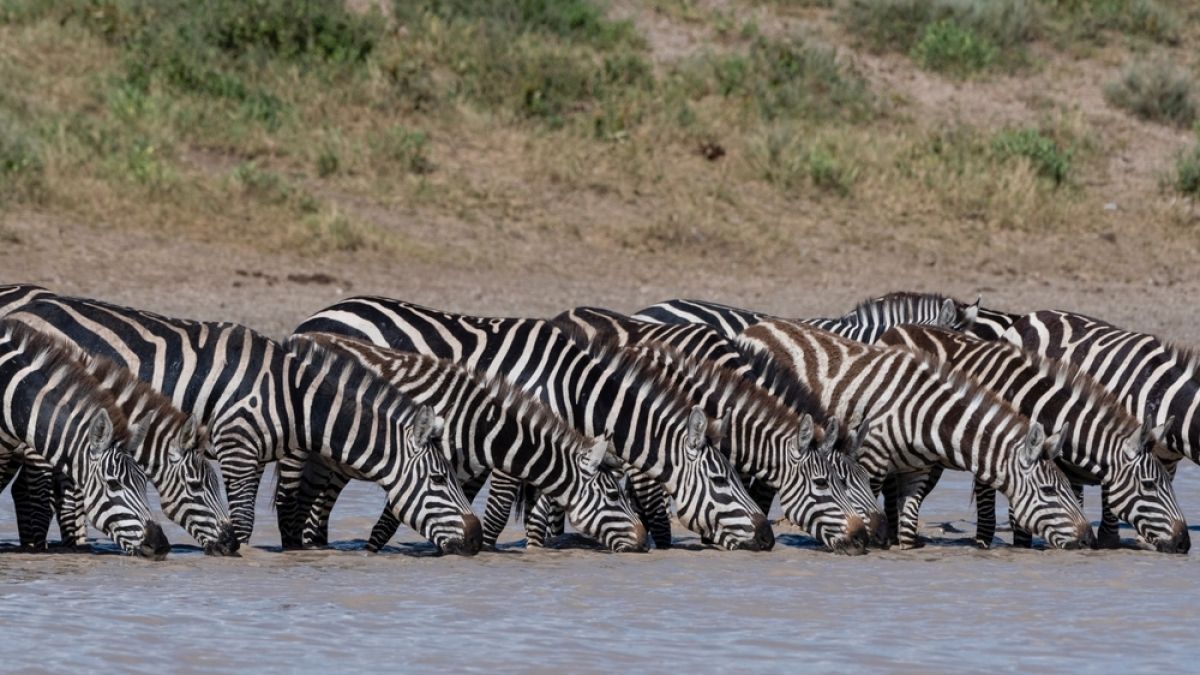 a group of zebras lined up drinking